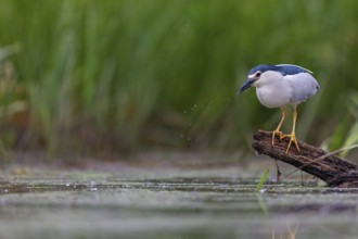 Black-crowned black crowned night heron (Nycticorax nycticorax), Bihoreau gris, HÈron bihoreau,
