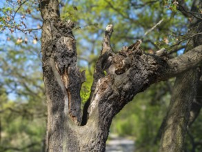 Fork in the trunk of a gnarled tree in the Riddagshäuser Teiche nature reserve,