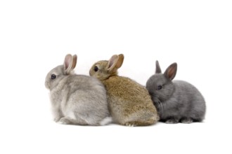 Three young rabbits, dwarf rabbits, family of hares, (Brachylagus idahoensis), free-range, baby