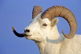 Dall sheep, ram, Denali NP, Alaska, Denali NP, Alaska, Federal Republic of Germany