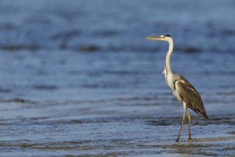 Grey grey heron (Ardea cinerea), Foraging, Boat Trip, Tiszaalpár, Kiskunsági National Park,