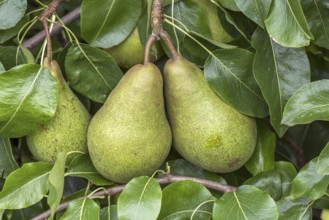 Pear (Pyrus communis 'Nouveau Poiteau'), Cambridge Botanical Garden, Germany, Europe