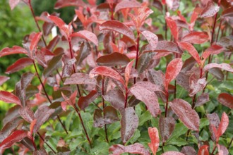 Medlar (Photinia × fraseri 'Camilvy'), Cambridge Botanical Garden, Germany, Europe