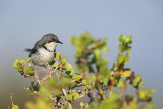 Collared Apalis, (Apalis thoracica), Bar-throated Apalis, Apalis à collier, Apalis acollarado, West