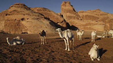 Camel, camels, (Camelidae), resting, desert, animal, animals, mammal, mammals, several, group,