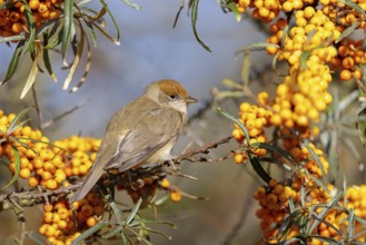 Blackcap (Sylvia atricapilla), Fauvette à tête noire, Curruca Capirotada, Branch, branch, Ormoz