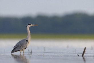 Grey grey heron (Ardea cinerea), Foraging, Boat Trip, Tiszaalpár, Kiskunsági National Park,