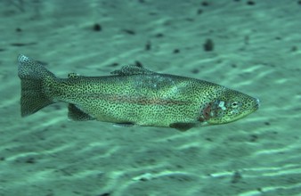 Rainbow trout, Oncorhynchus mykiss, Germany, Bavaria, Europe