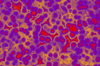Shape of bacterial cell: cocci, bacilli, spirilla bacteria background