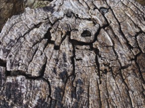 Old cracked decaying timber surface with tree rings and lines in a geometric concentric pattern