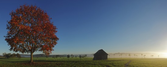 Maple tree in the morning sun