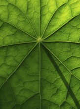 Leaf surface, structure of a nasturtium