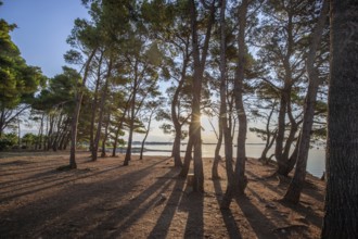 Landscape shot by the sea with pine forest on the coast. Morning atmosphere at sunrise in a