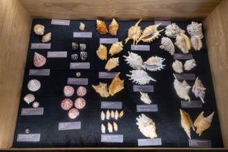 Museum, World of Seashells exhibition, Gattundg Strombidae, Bel Ombre, Mauritius, Africa
