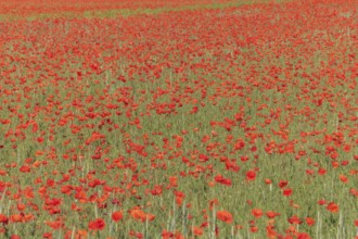 Fields filled with poppies in spring in plain. Alsace, France, Europe