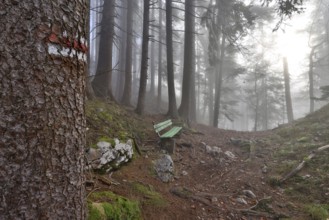 Marked hiking trail with bench leads through a misty mountain forest, quiet, mystical atmosphere,