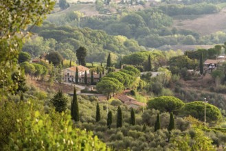 Typical Tuscan landscape with hills and cypresses in the very early morning near Montaione, Italy,
