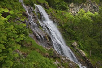 A waterfall flows powerfully over rocks in a dense, green forest, waterfall, Todtnau, Black Forest,