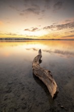A tree trunk lying in the shallow water of a lake with a colourful sunset in the background,