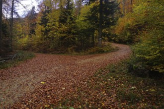 Waldweg im Herbst auf der Schwäbischen Alb, Forest path in autumn on the Swabian Alb