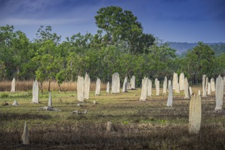 Construction of compass termites (Amitermes meridionalis), Litchfield National Park, Northern