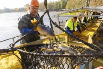 Fish and Forest Festival Moritzburg Fishing at the castle pond, Fishing procession, Fish and Forest