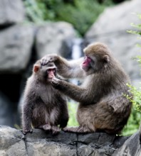 Two Japanese snow monkeys sitting on rock formation grooming, while one holds the others head and