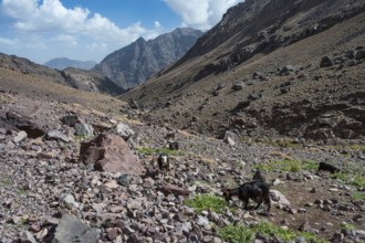 Goats on the trail to Toubkal, the highest mountain in North Africa