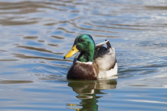 Wild duck Mallard Anas platyrhynchos. Male Duck