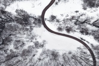 Winter forest and Road. Top view