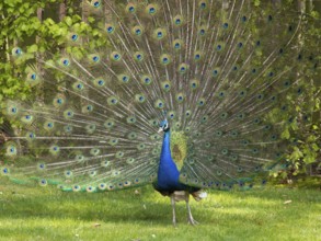 A peacock spreads its colourful plumage in the garden, Apeldoorn, Netherlands
