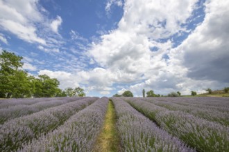 Beautiful summer evening in a lavender field. Large blue lavender bushes blooming in a cultivation