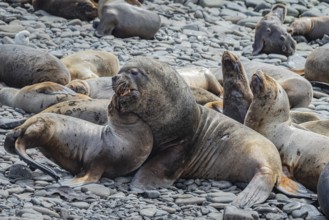 Maned seals (Otaria flavescens) showing readiness to mate, Bleaker Island, Falkland Islands, Great