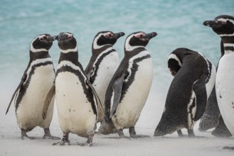 Magellanic penguins (Sphreniscus magellanicus), group on a beach, Bleaker Island, Falkland Islands,