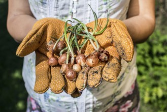 Hands hold plant bulbs in a garden. Daylight