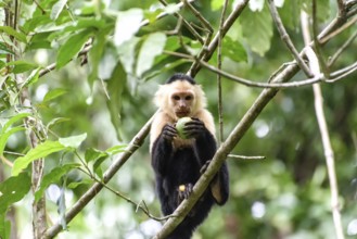 Capuchin coffee