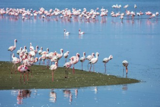 Soloist. Flock of white and pink flamingos feed themselves in coastal silt. Namibia. Sunrise.
