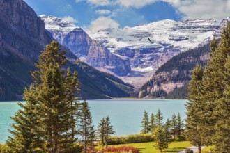 Flowers on the banks of mountain Lake Louise. Emerald lake is surrounded by mountains, glaciers and
