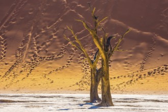 Namib-Naukluft National Park. The bottom of a dry lake with dry trees. Huge dunes with footprints