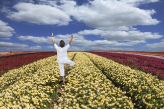 Buttercups blooming garden. Farmers field with flowers grown for export sales. An elderly woman