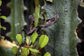 A deciduous mantis with dark camouflage resting on a green plant with leaves, ghost mantis
