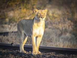 Female lioness (Panthera leo) standing on railway track, Balule Plains, South Africa, Africa