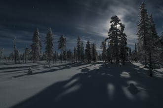 Moonlit winter landscape, Muddsus Nationalaprk, Laponia World Heritage Site, Lapland, Sweden,