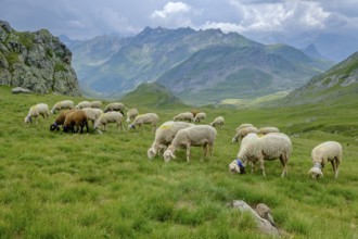 Flock of sheep in the meadows of Portalet, Ayous lakes tour, Pyrenees National Park, Pyrenees