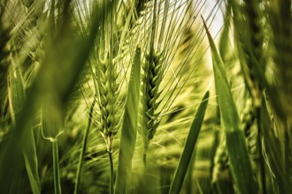 Close-up of ears in a cornfield