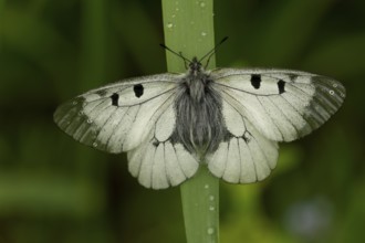 Clouded Apollo (Parnassius mnemosyne)