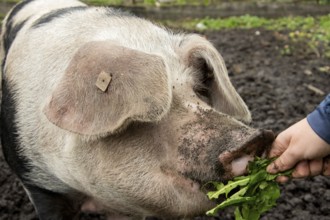 Close-up of a Bentheim black pied