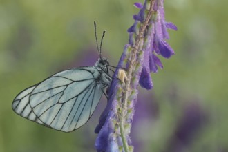 Tree white butterfly (Aporia crataegi) on a flower