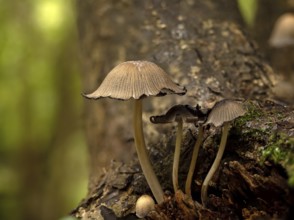 Glistening Inkcap Fungi growing on tree in English woodland