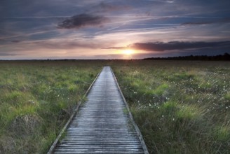 Wooden path on marsh and summer sunset